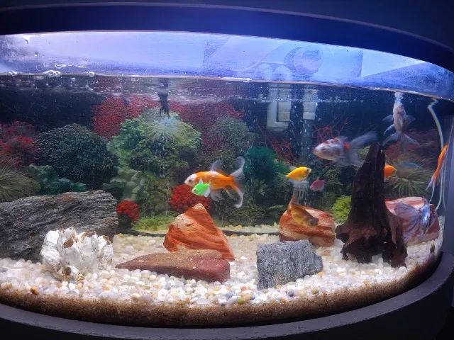 Aquario completo - Foto 4