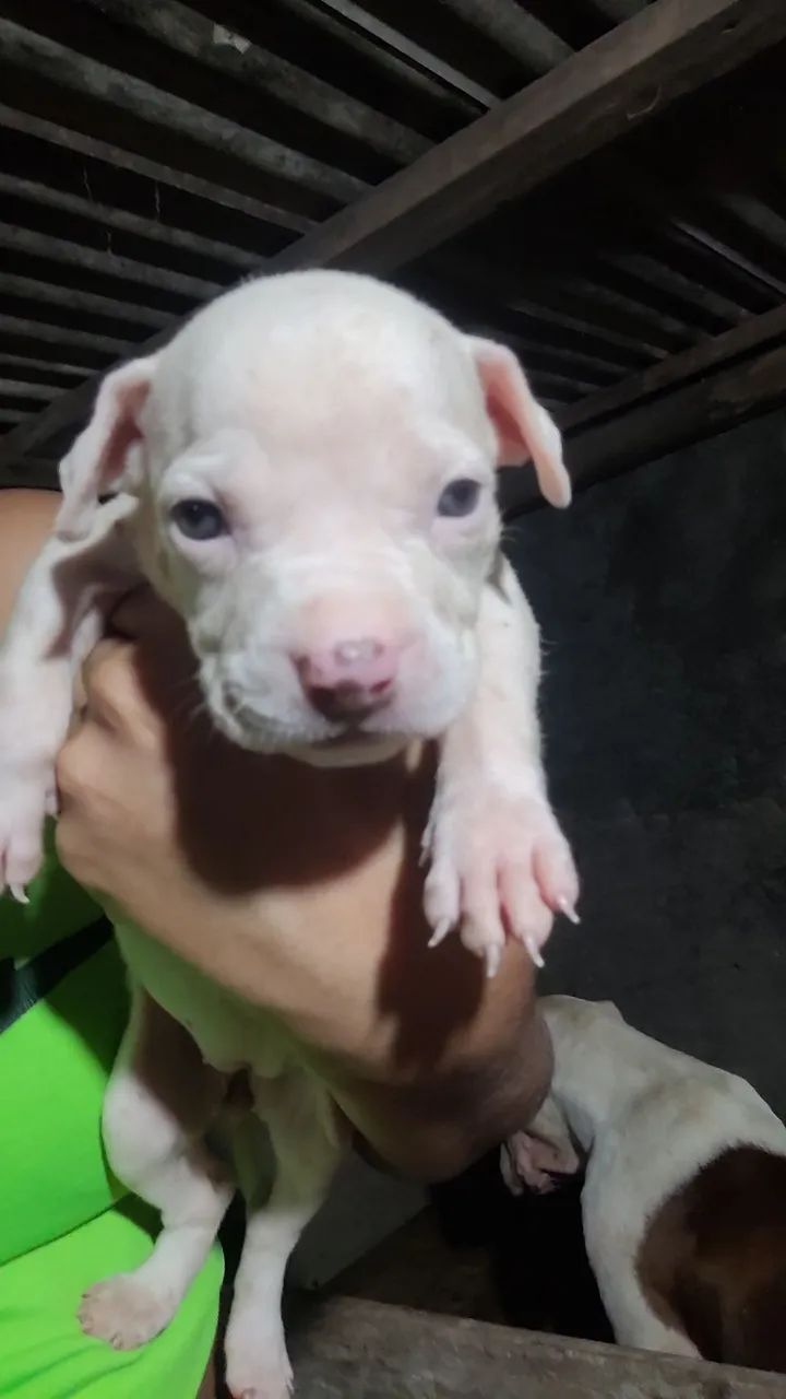 Filhote de Pitbull - Disponível - Foto 4