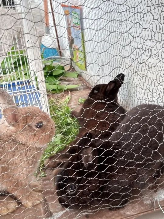Coelhinhos fofinhos para adoção! - Foto 3