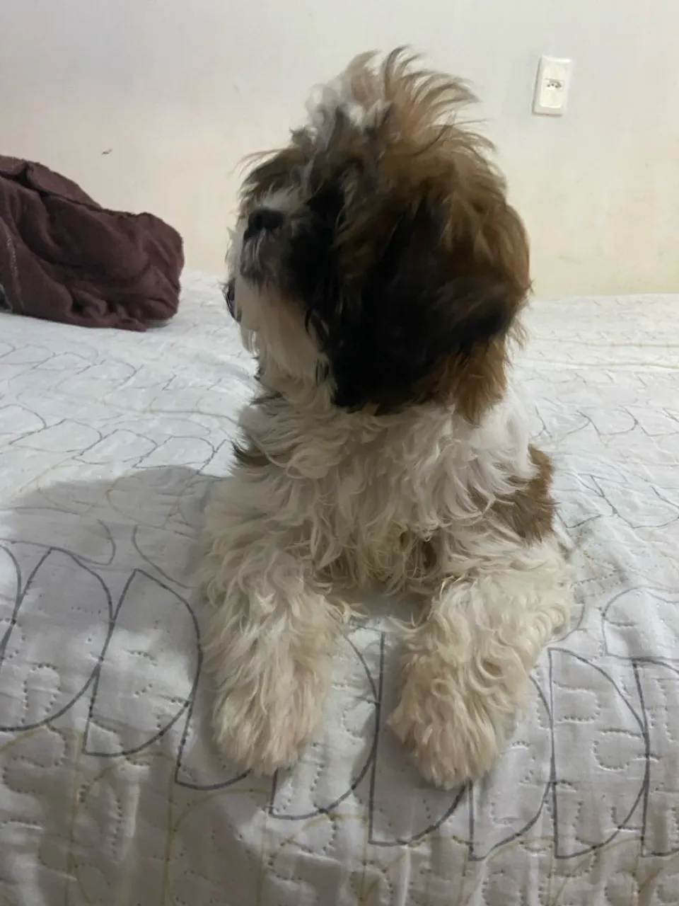 Filhote Shih Tzu fofo e brincalhão