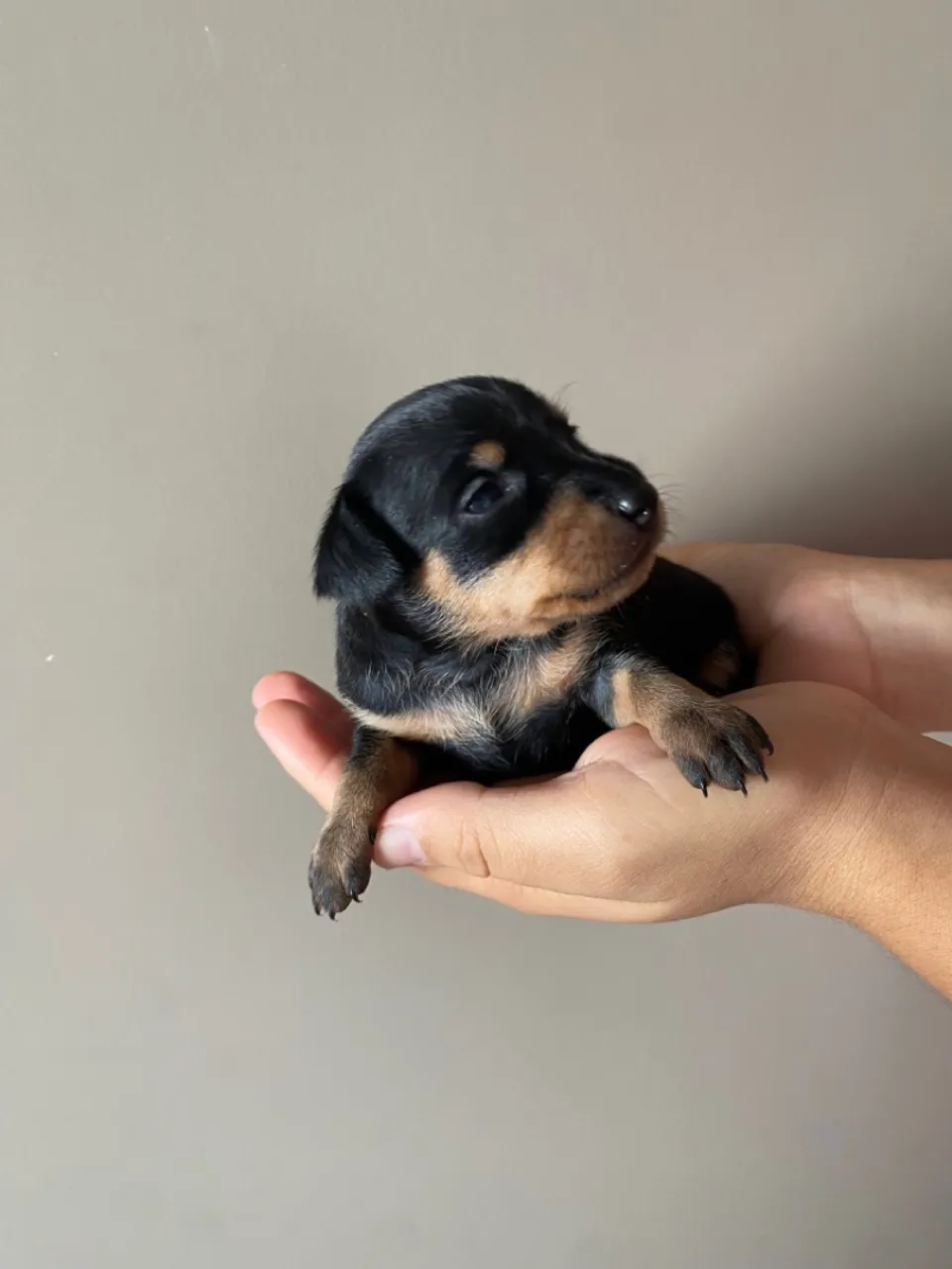 Filhote Pinscher Disponível!