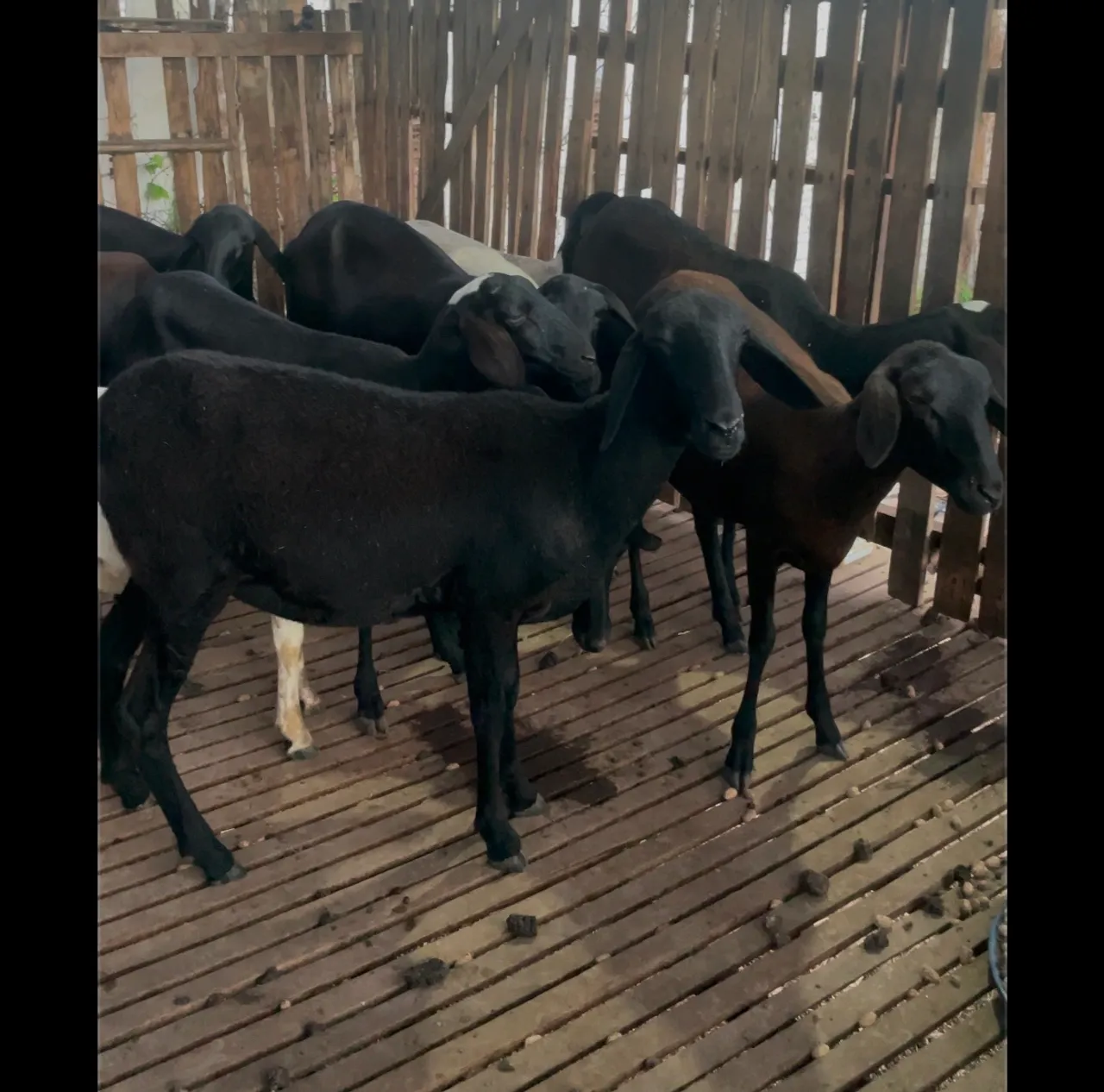 Ovelhas Santa Inês a venda