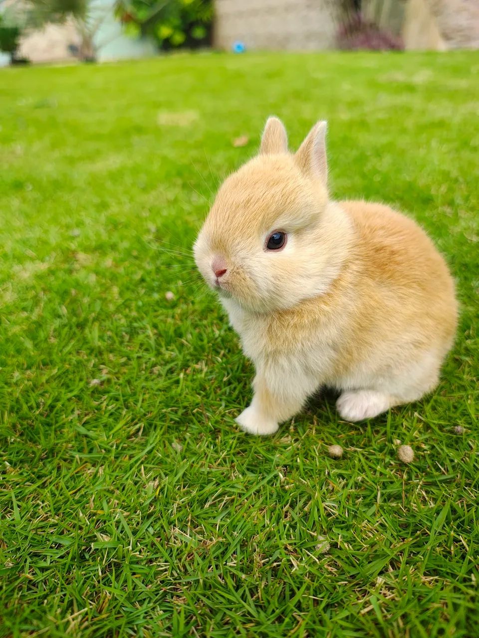 Coelho anão de Netherland  - Foto 5