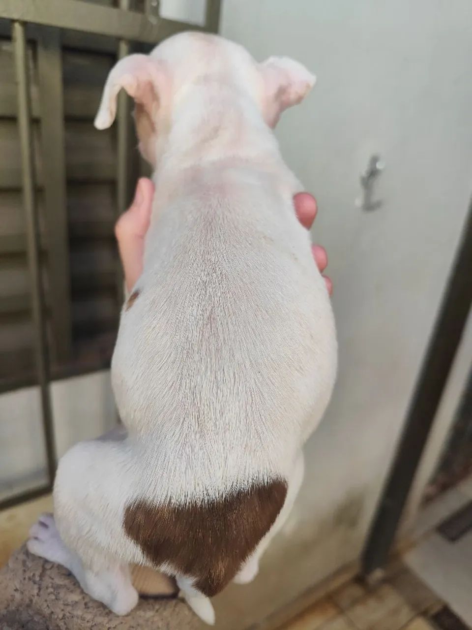 Filhotes Fêmeas de Pitbull Red Nose - Foto 5