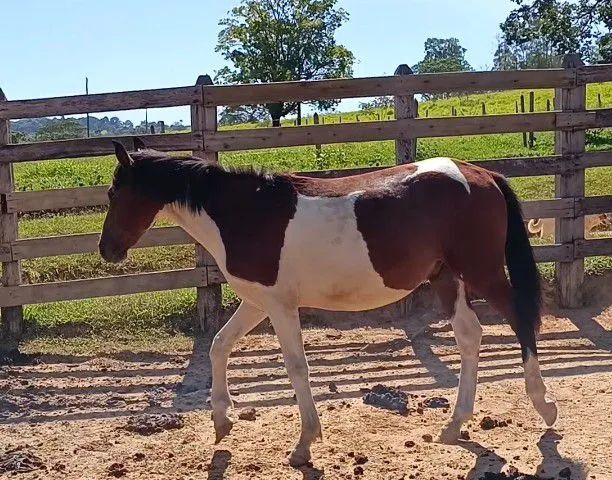 Potro Pampa de Castanho. - Foto 6
