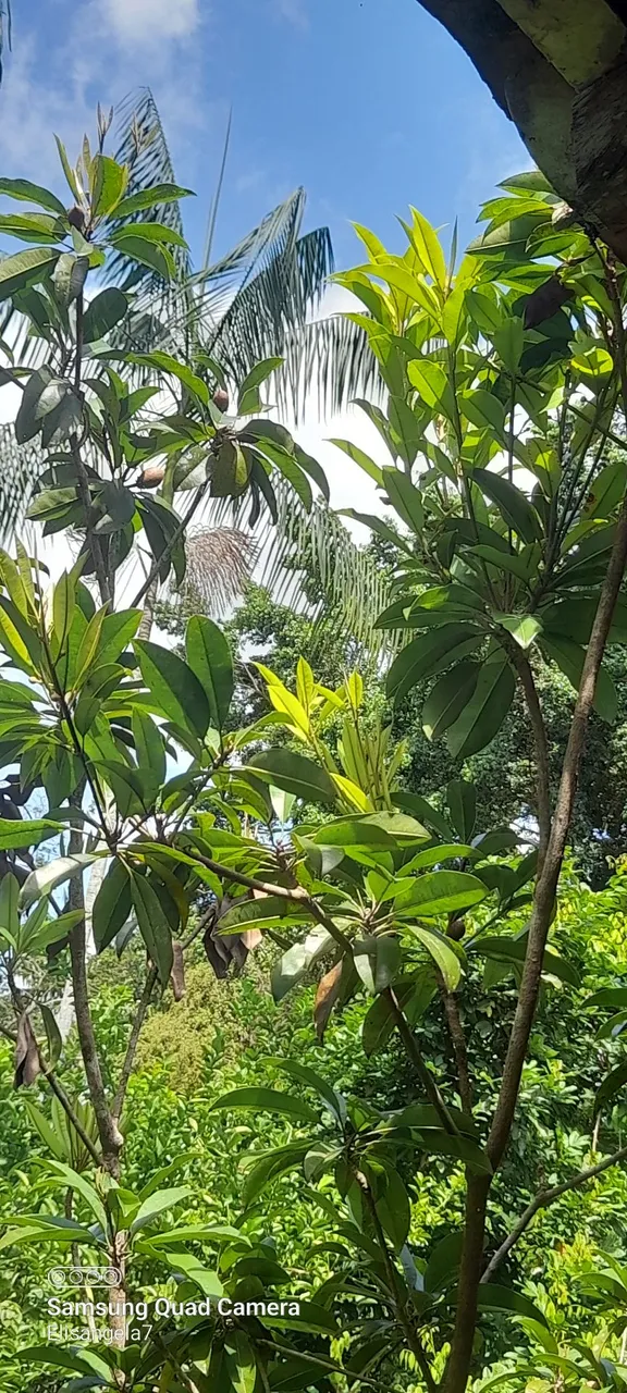 Mudas de Sapoti já produzindo em vaso Qualidade e Beleza para seu Jardim!