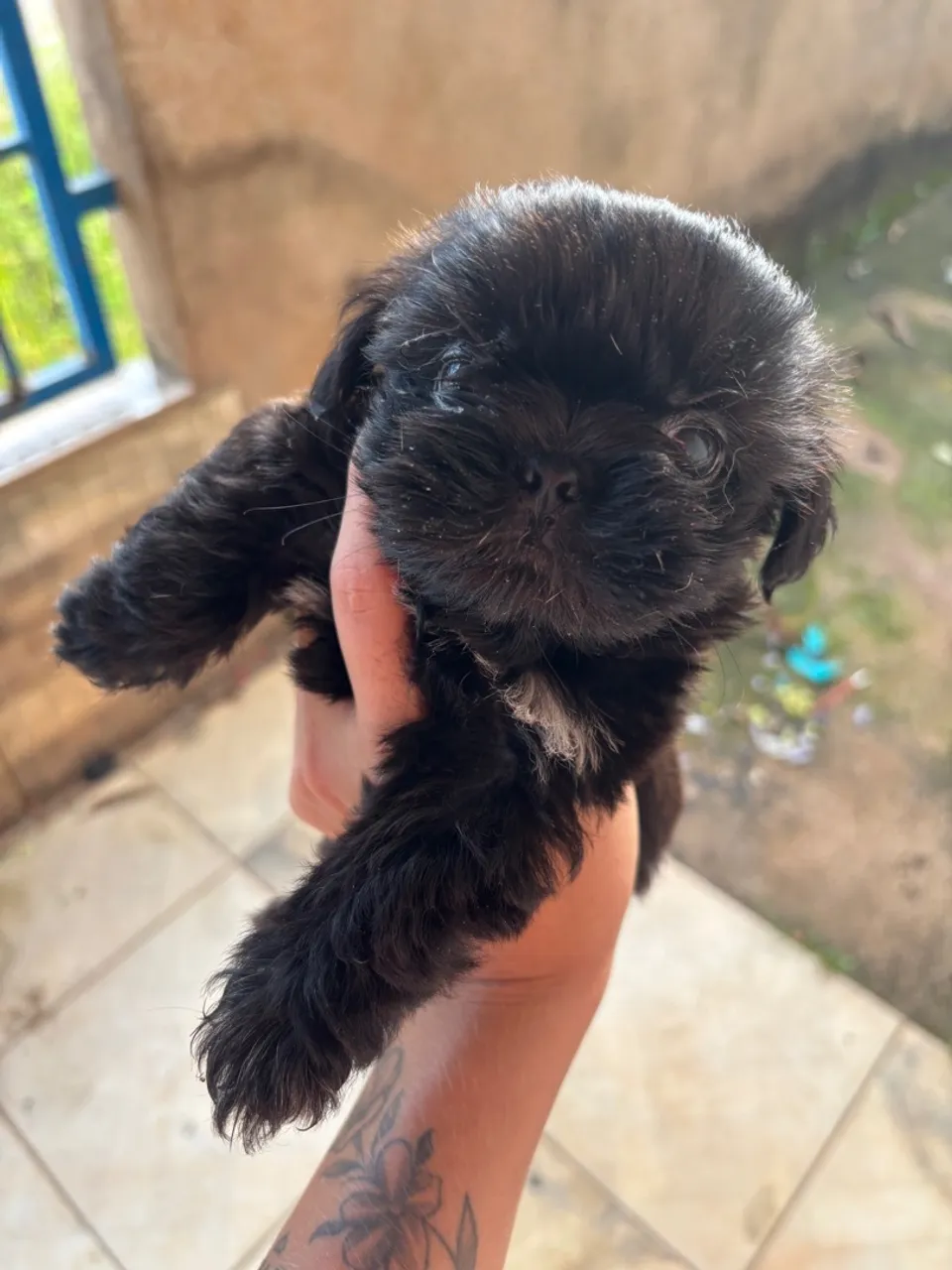 Filhote de Shih Tzu Macho