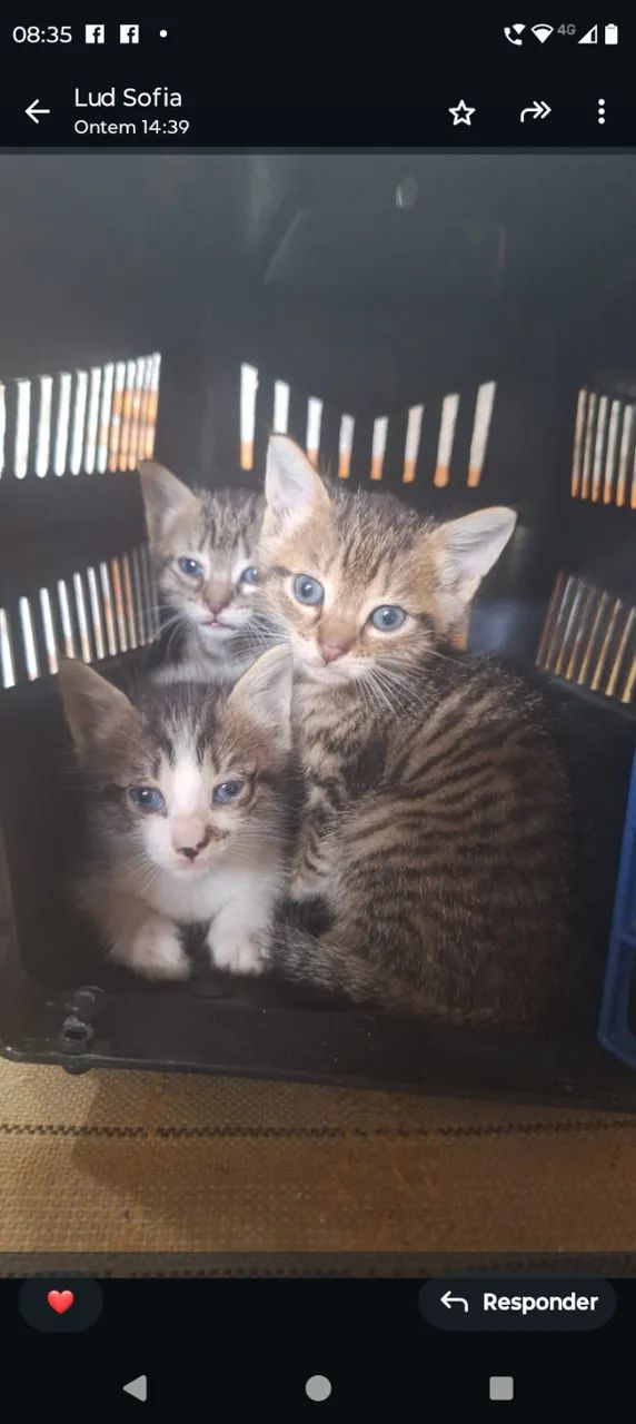 Gatinhos filhotes para adoção responsável.