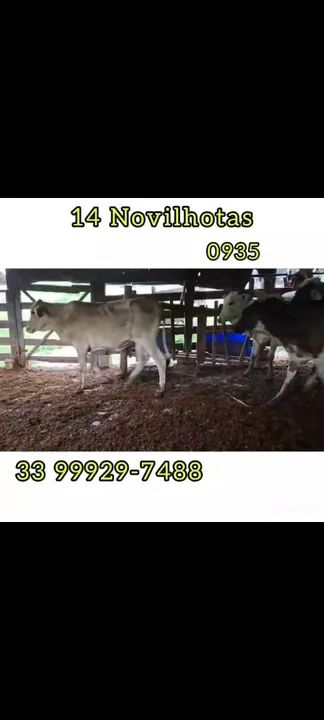 14 Novilhotas  - Foto 6