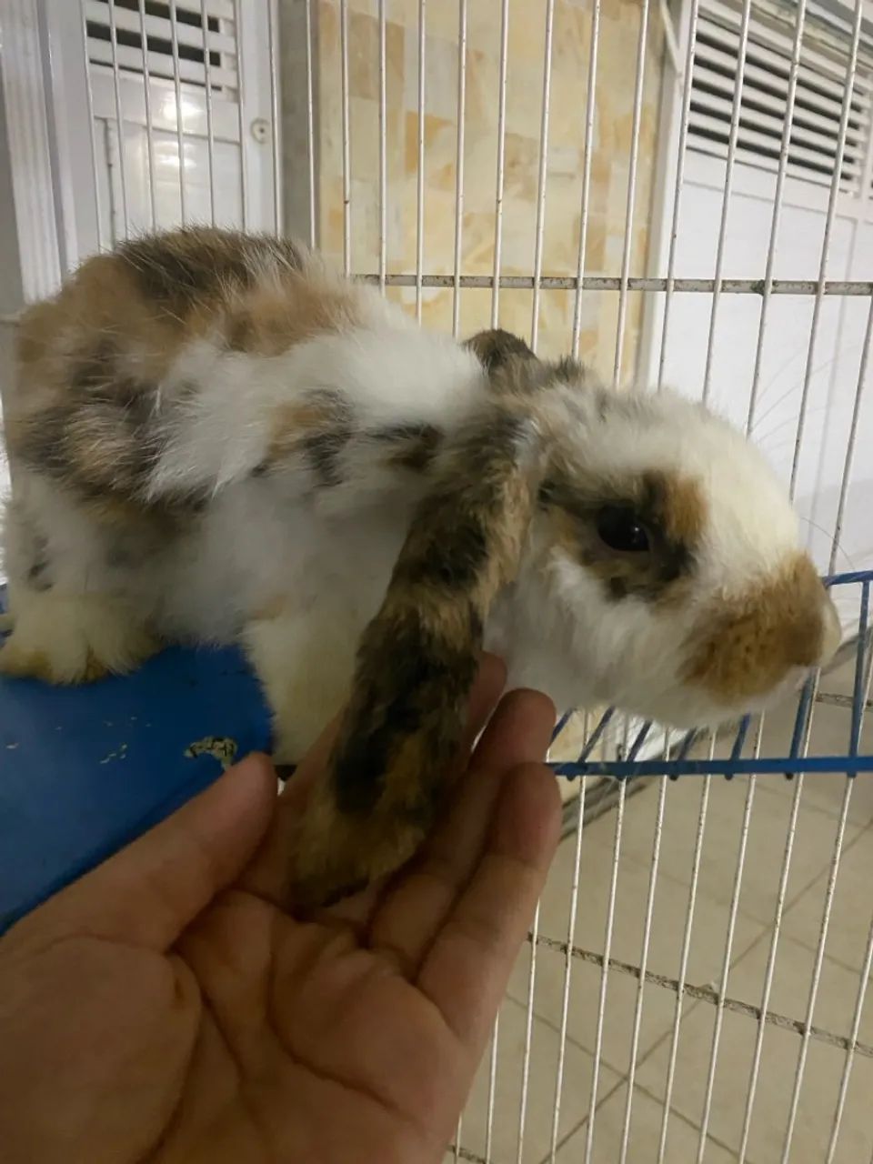 Coelho Mini lop 