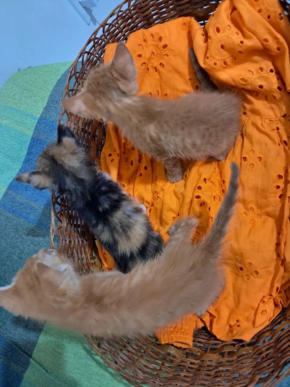 Adoção responsável  - Foto 2