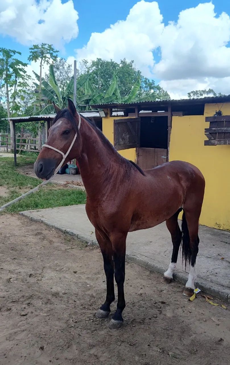 Cavalo Garanhão Mangalarga Machador TOP 4 Anos Registrado  - Foto 4
