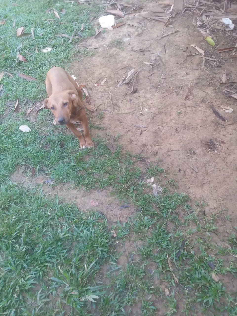 Doaçao