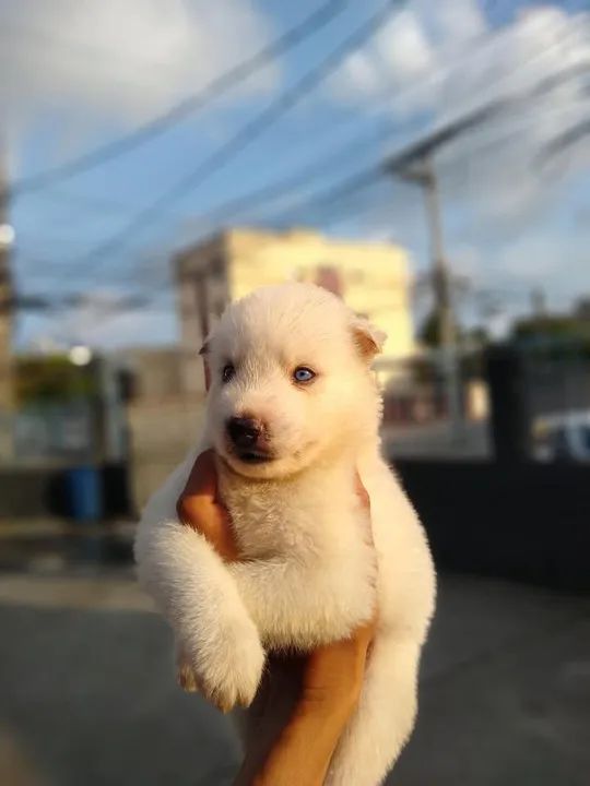 Filhote husky  siberiano - Foto 3