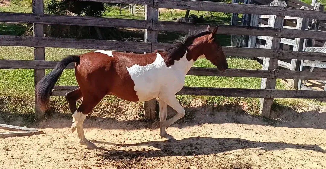 Potro Pampa de Castanho. - Foto 2