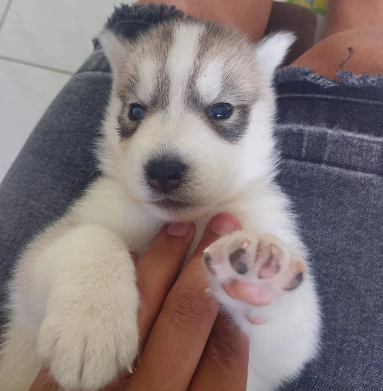 Filhote de Husky Siberiano