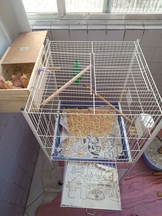 Gaiola para calopsita  - Foto 3