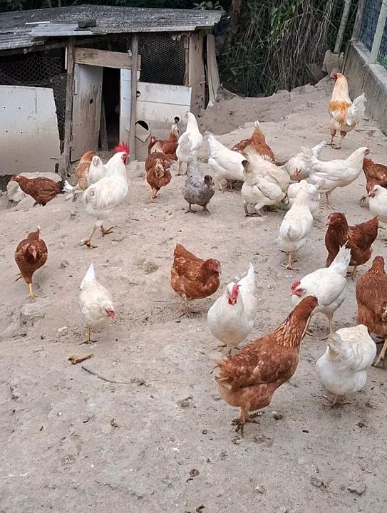 Frangas Poedeiras novas  - Foto 4