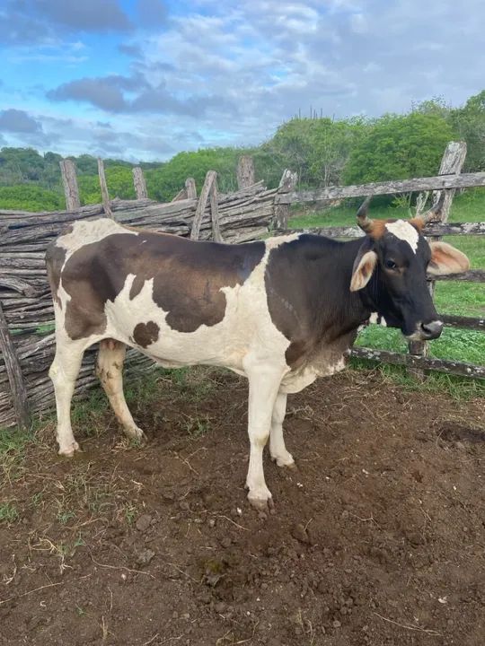 Vaca leiteira - Produção de 6L/ média - Foto 3