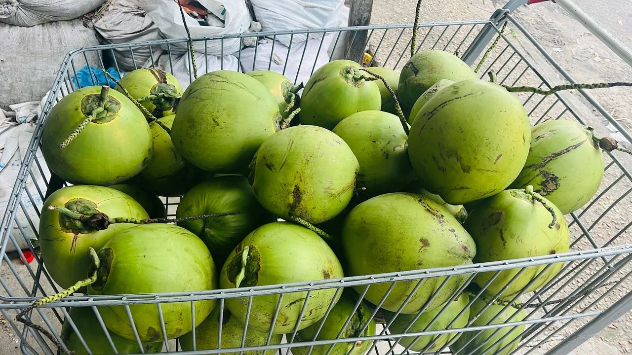 Entrega-se coco para venda de água de coco  - Foto 3