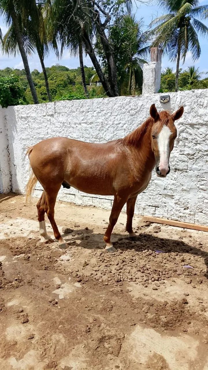 POTRO COM 1 ANO E 11 MESES PROMOÇÃO 