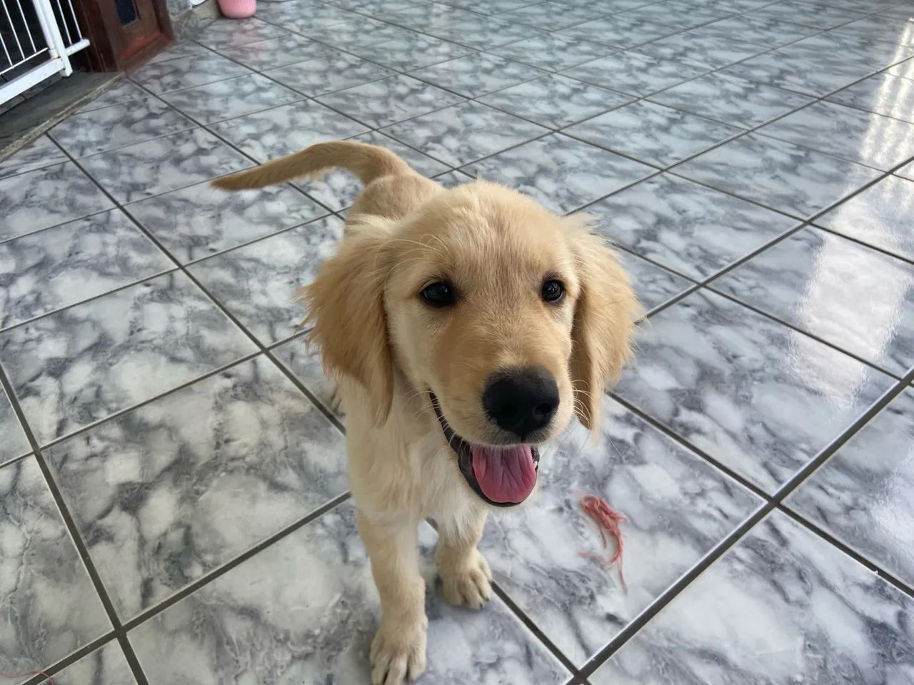 vendo golden retriever  - Foto 2