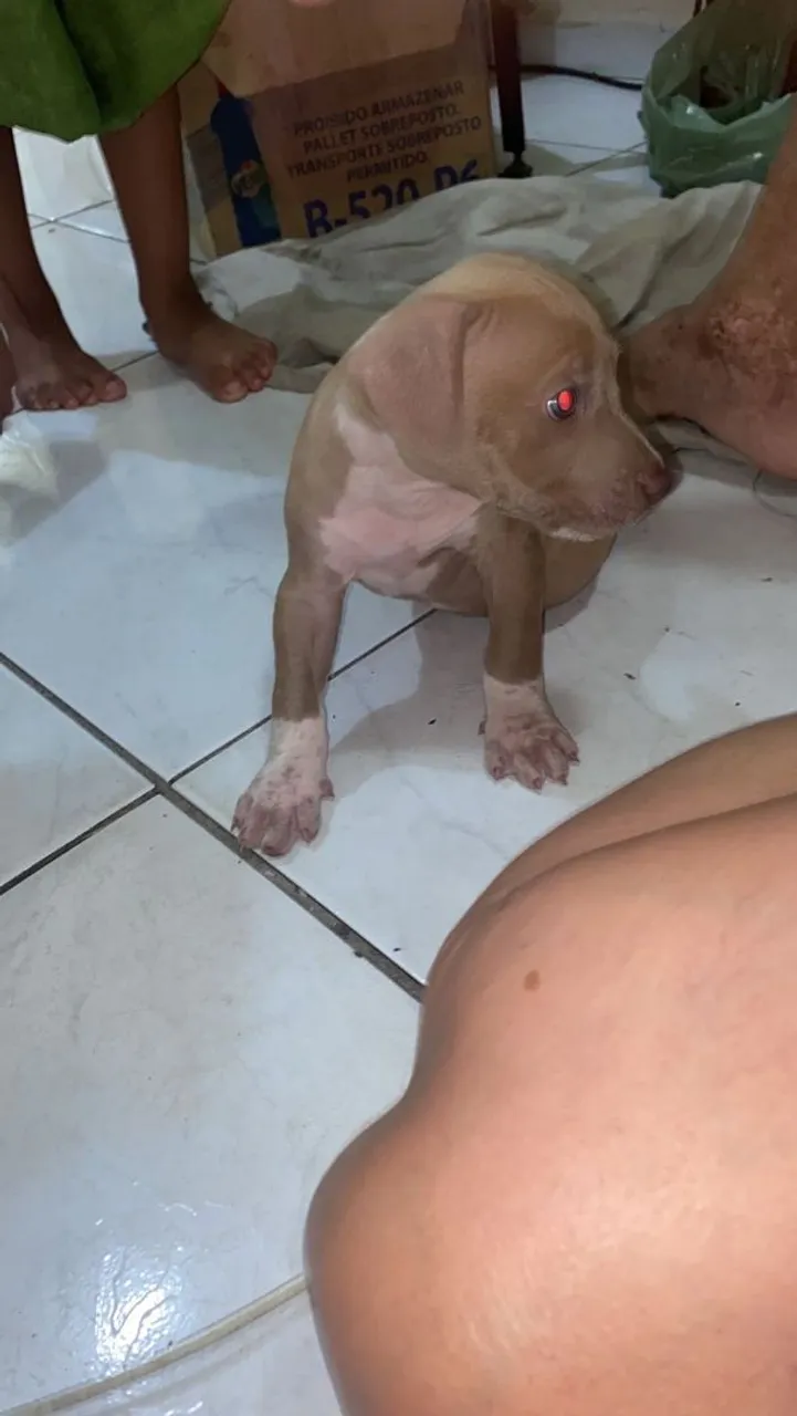 Filhote de Pitbull disponível para adoção