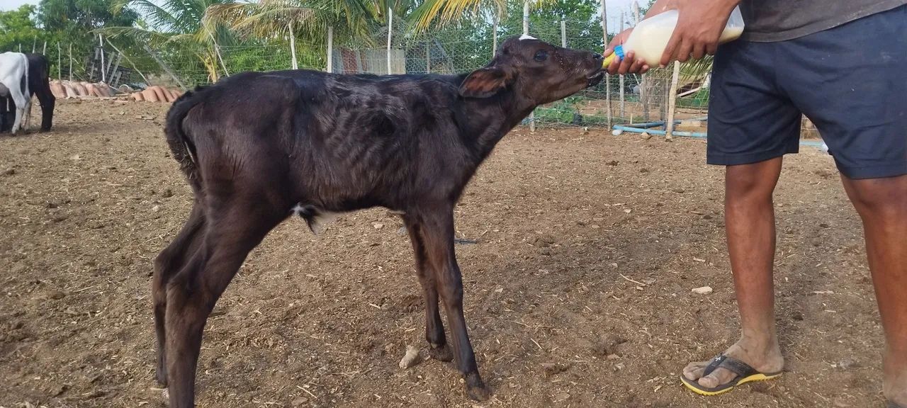 Bezerros de mamadeira 