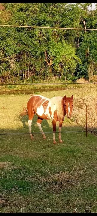 Linda egua quarto de milha  - Foto 3