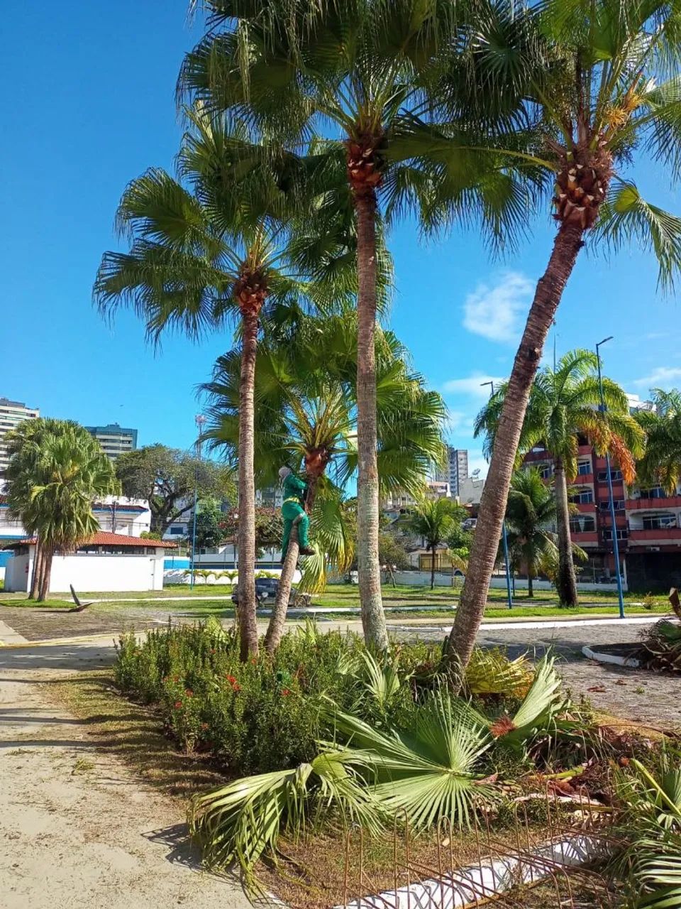 Serviço de poda e Jardinagem  - Foto 3