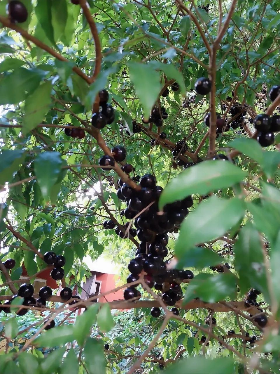  Linda propriedade com 1.642m2