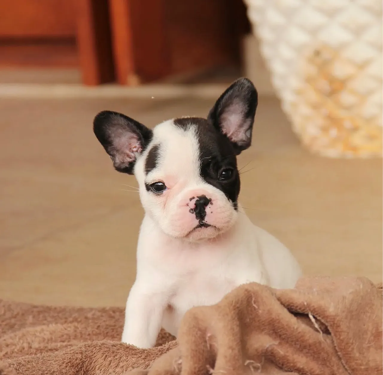 Vendo buldogue francês fêmea e macho dividimos em até 12x