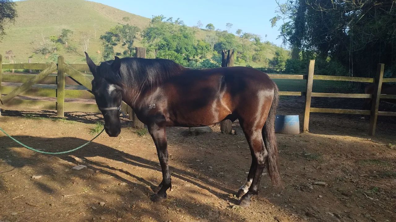 Cavalo Manga Larga Marchador  - Foto 3