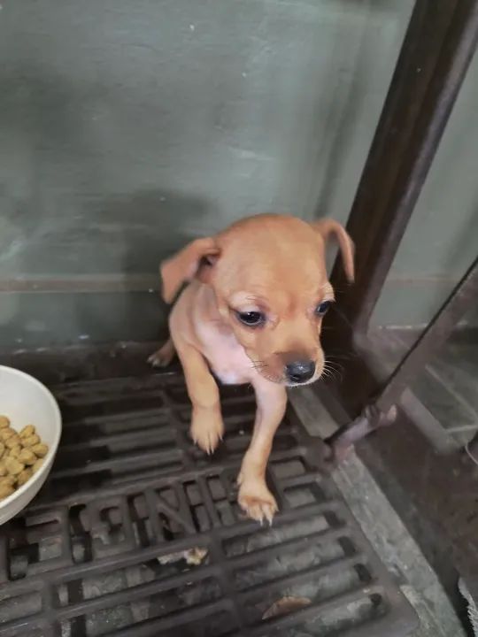 Filhote de Pinscher - Foto 2