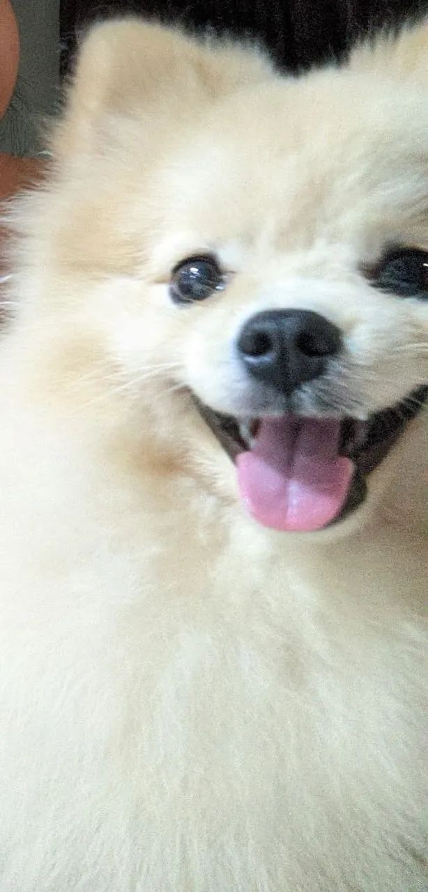 Spitz - Lulu Pomerania lindo e brincalhão-Macho - Foto 5
