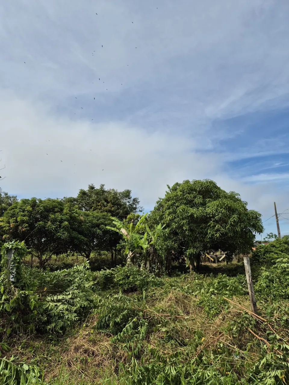 Terreno