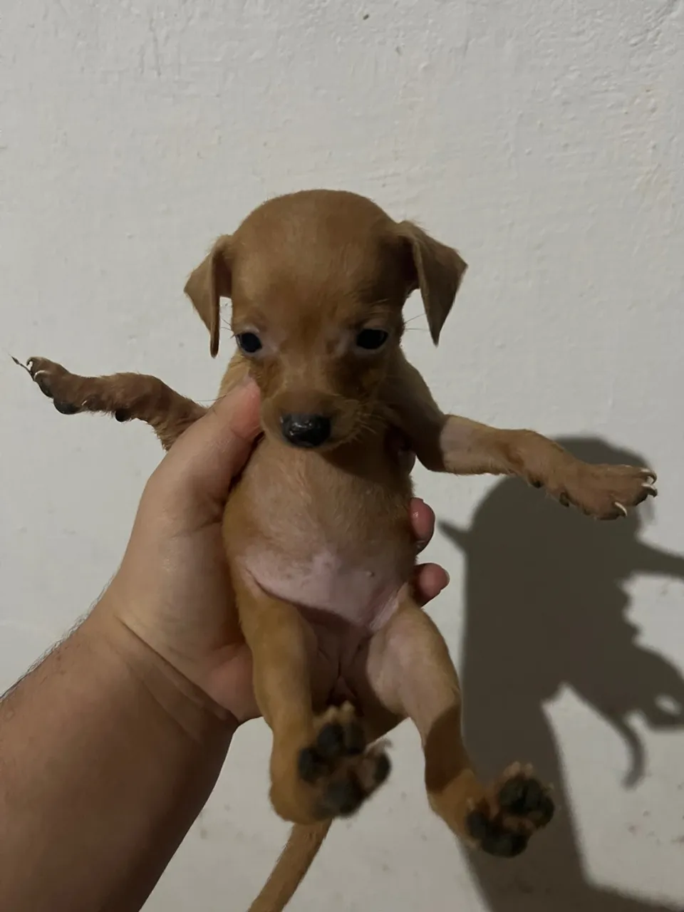 Vendo Filhote de Pinscher