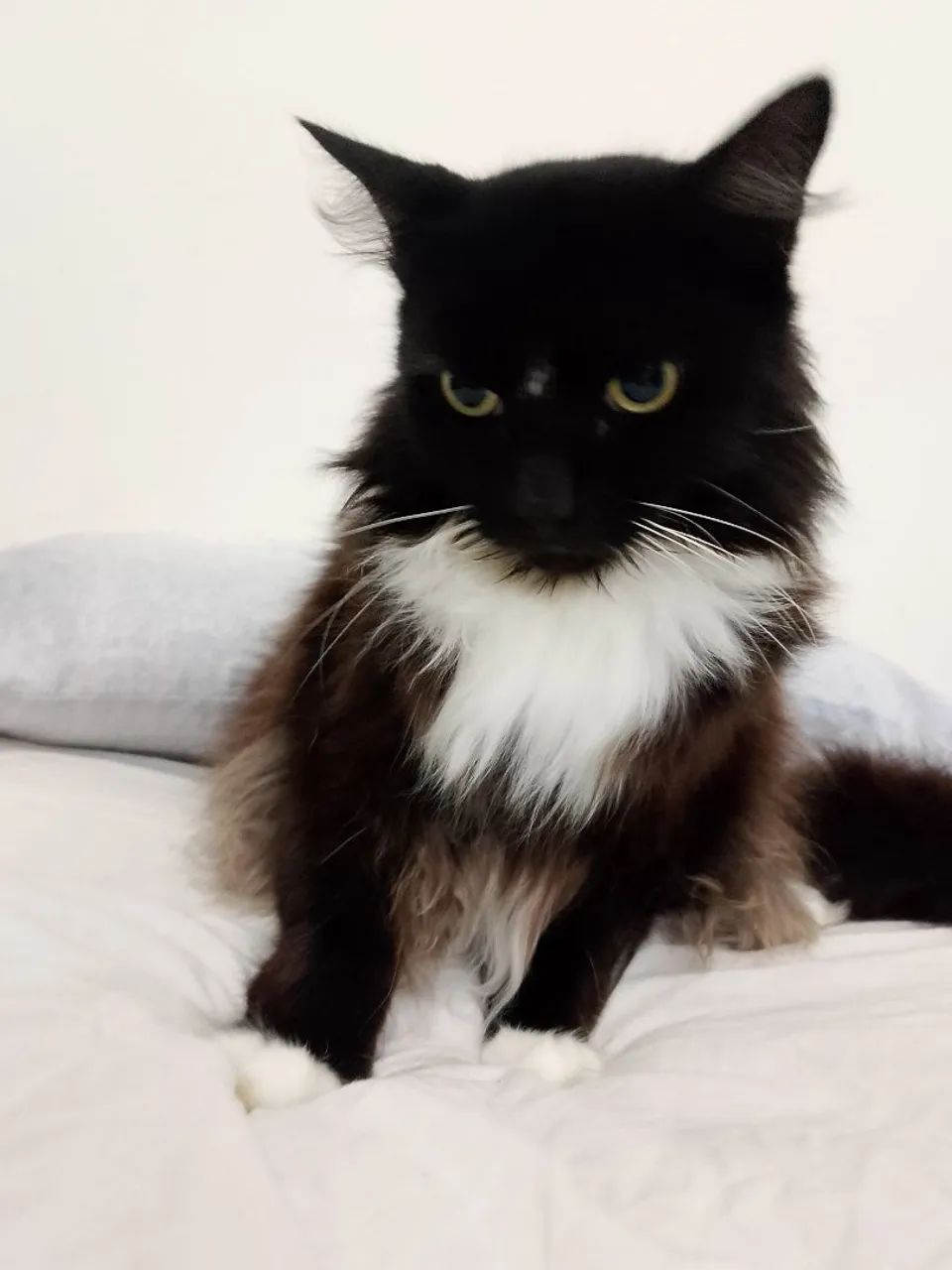 Doação, gato macho castrado 