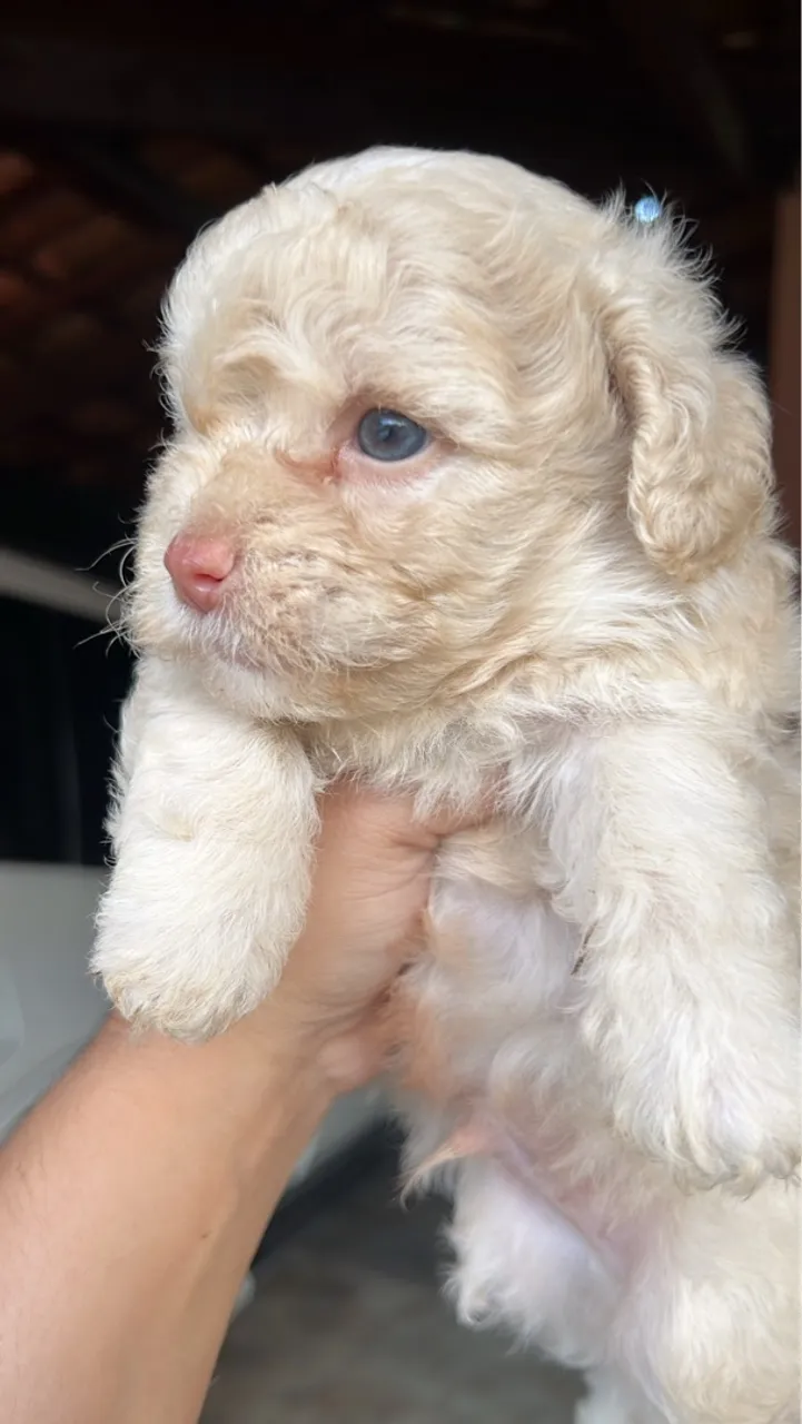 PROMO poodle Toys 