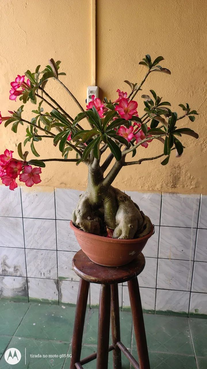 Rosa do deserto - Foto 3