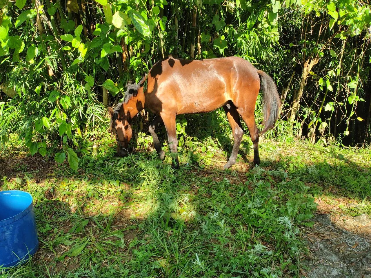Potro de Mangalarga Marchador Mineiro de ótima qualidade