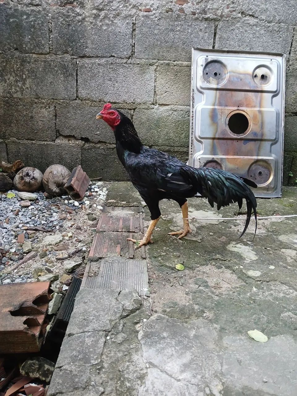 Franco  - Foto 3
