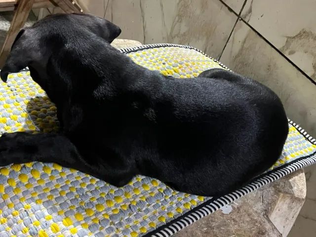 Cachorro - Foto 4