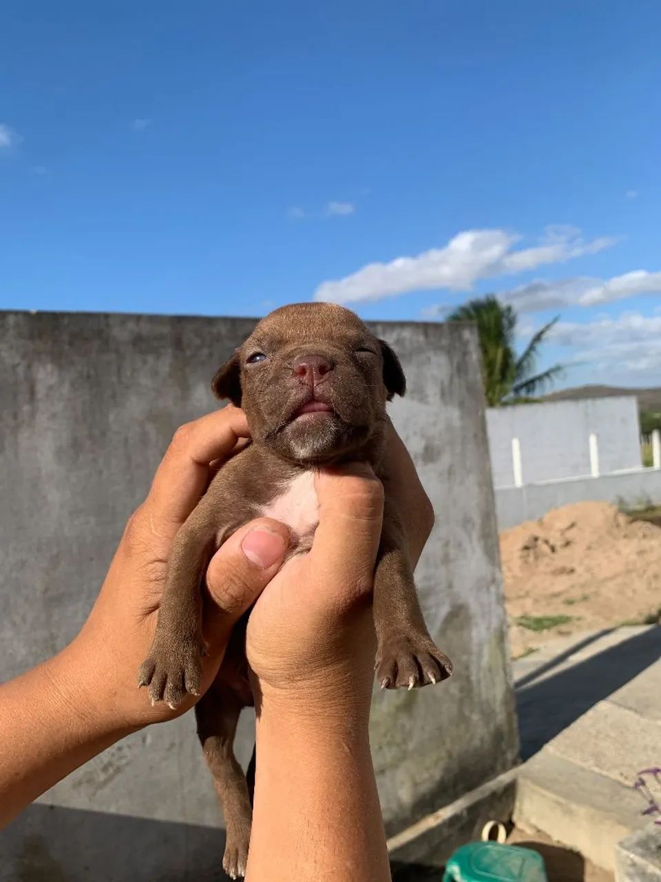 Filhotes de Pitbull  - Foto 3