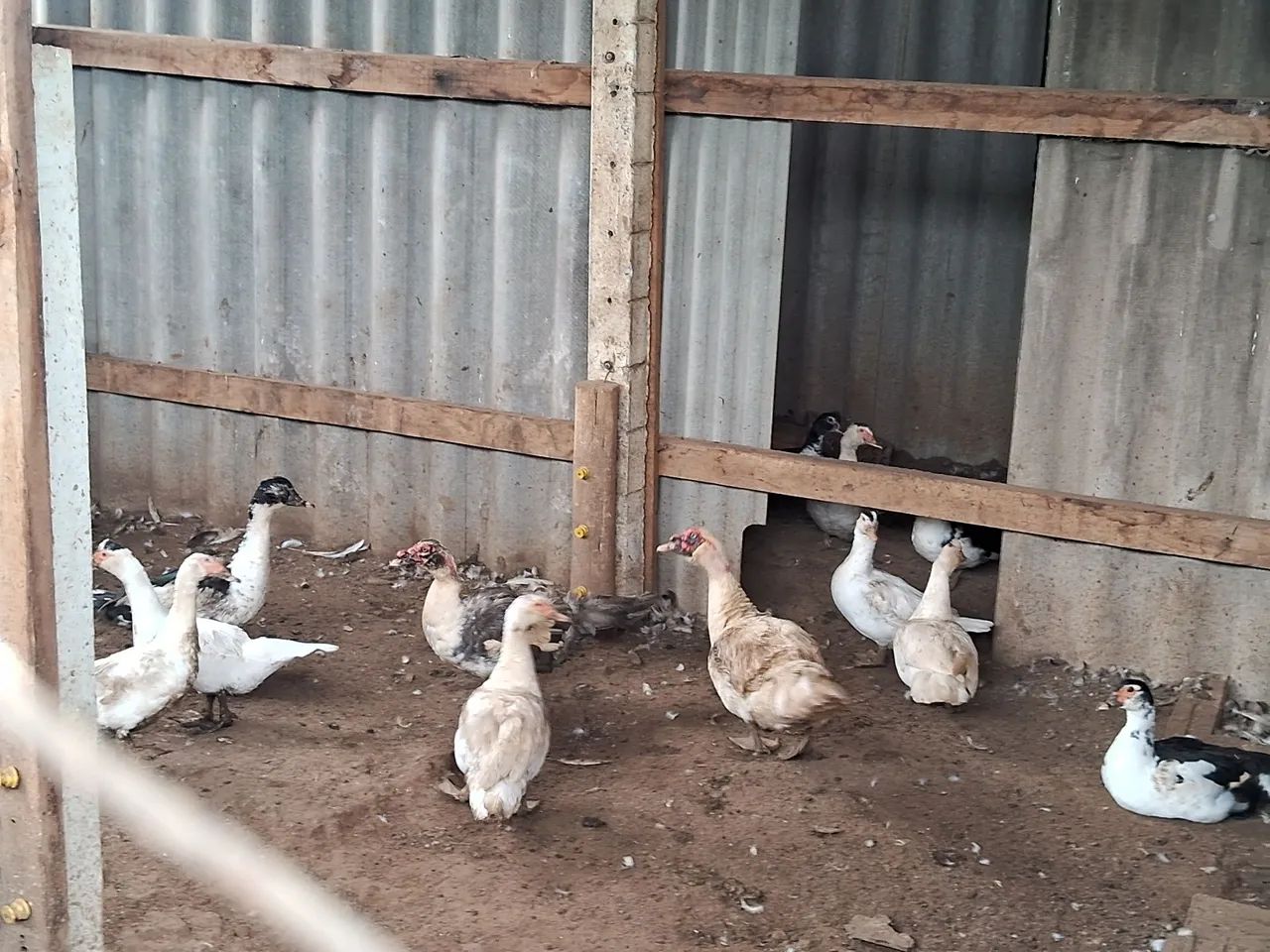 Patas femeas e dois macho todos novos - Foto 2