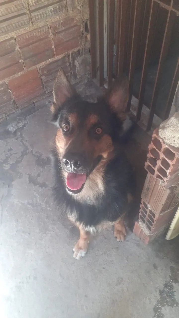 Pastor Alemao