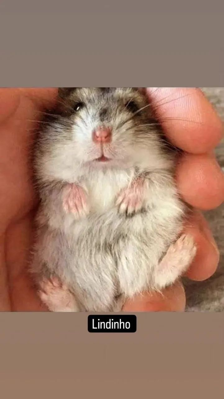 Hamsters chinês  - Foto 2