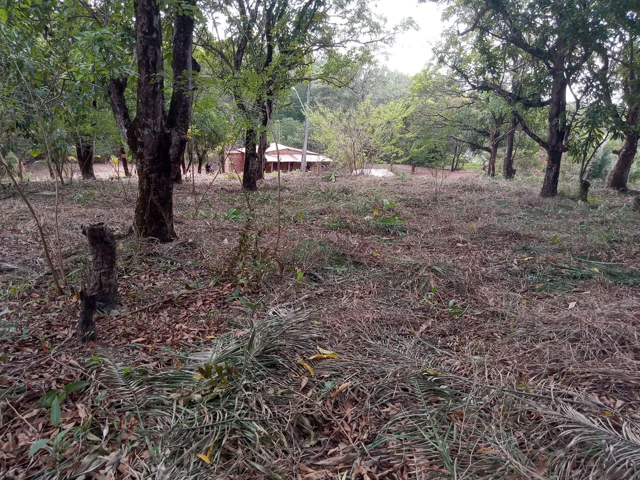 Vendo terreno Cajueiro Vila Maranhão na avenida principal  - Foto 4
