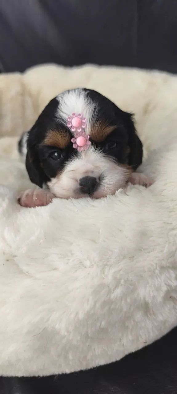 Cavalier king star  - Foto 4