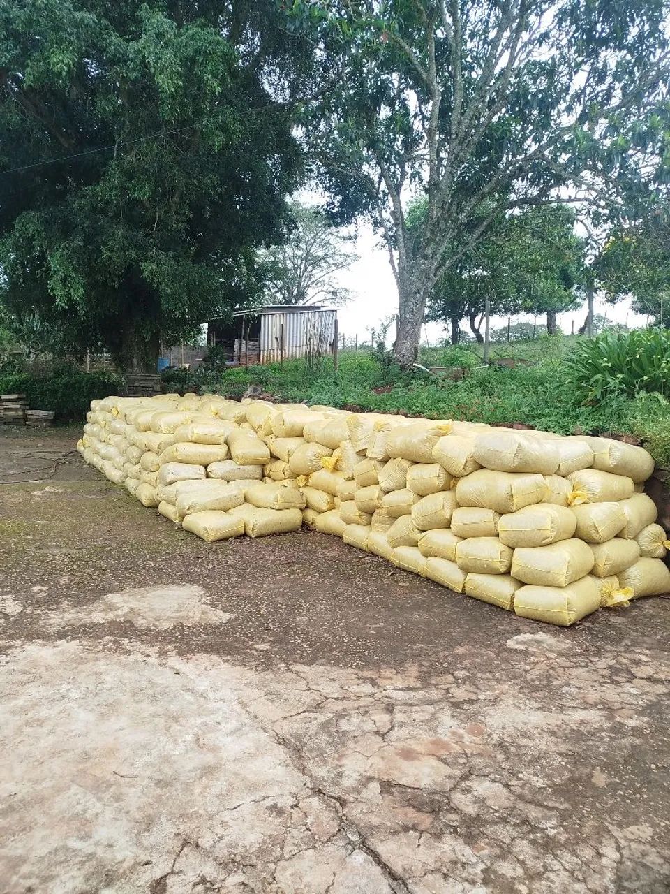 Silagem de Milho ensacada.